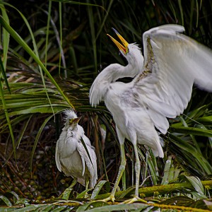 Pichones de garzas